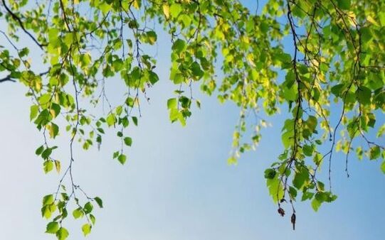 برگ توس برای درمان آرتروز